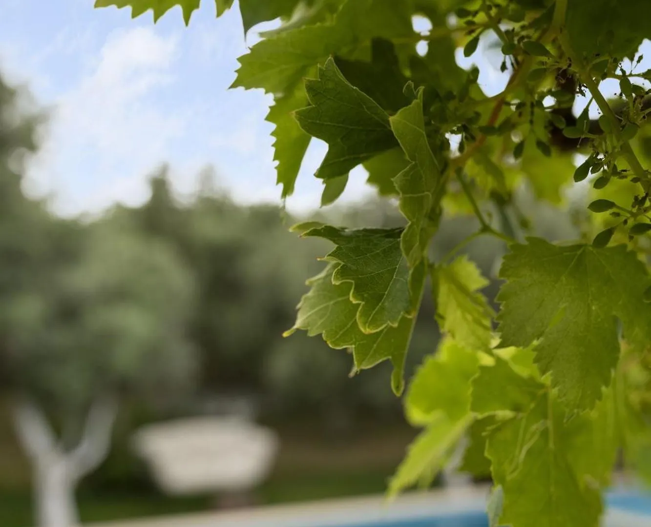 Grape Datca Hotel Kizlan Turkey